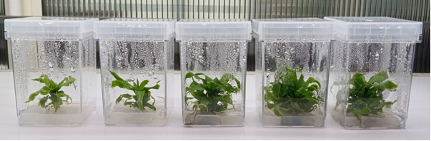 Transgenic Pineapple plants